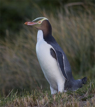 New Zealand’s Bird of the Year is the Hoiho